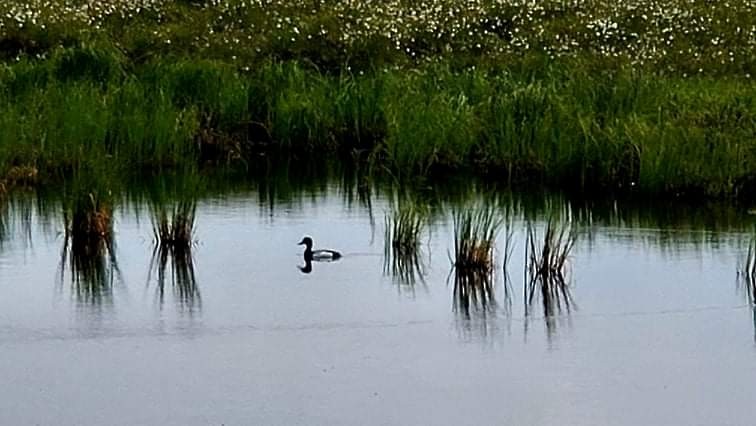 Greater Scaup - ML351256901