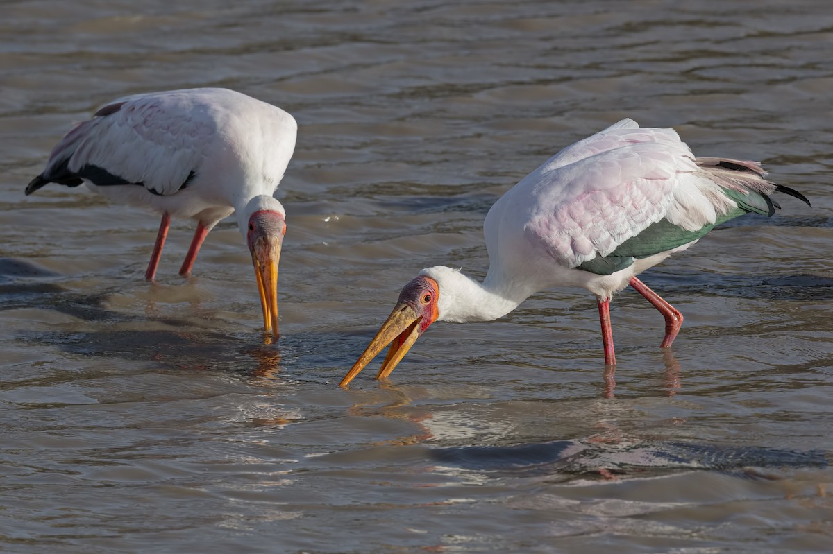 Yellow-billed Stork - Mario Vigo