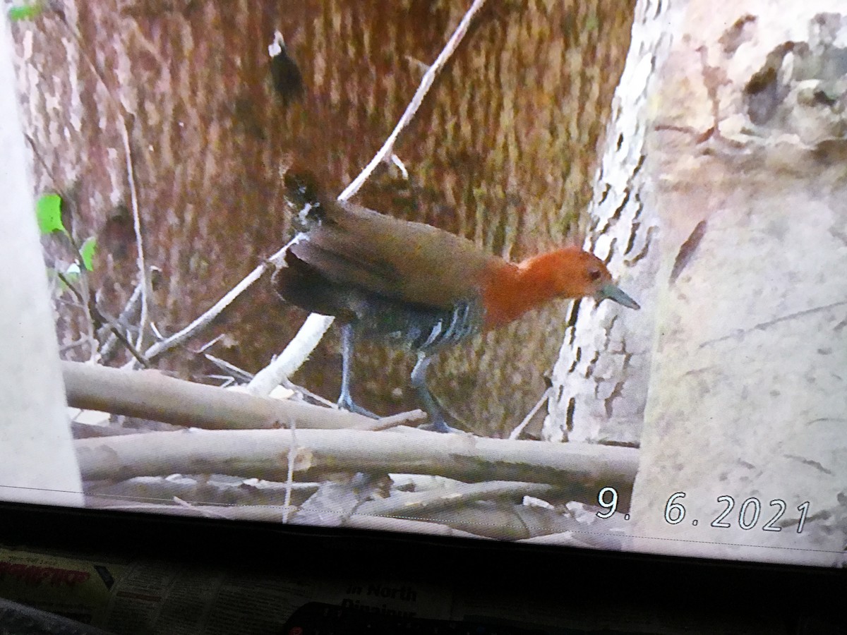 Slaty-legged Crake - ML351258121