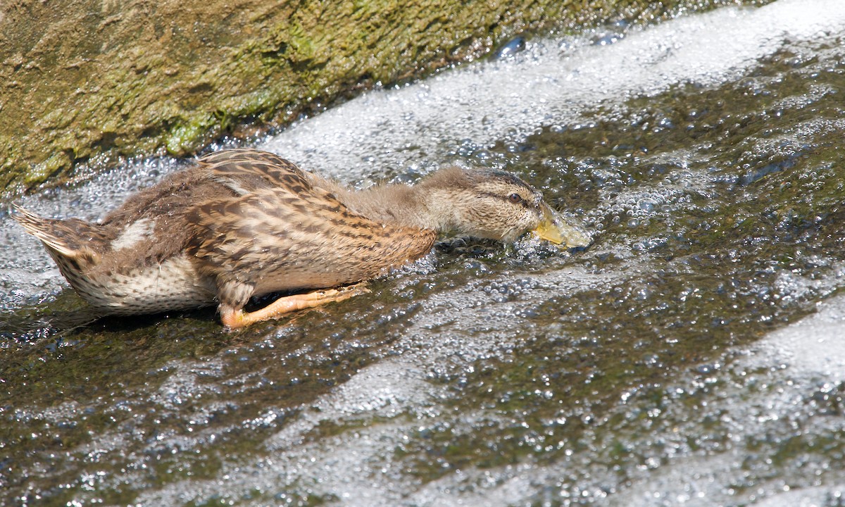 Canard colvert - ML351261081