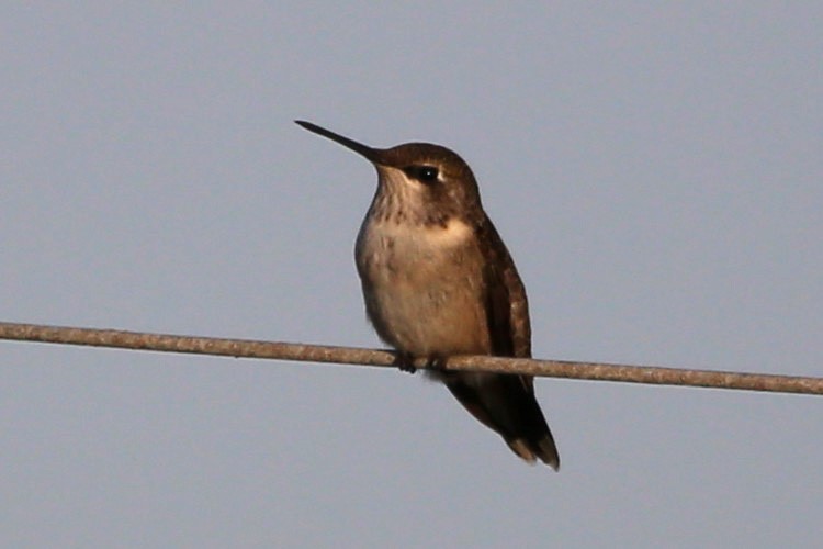 Ruby-throated Hummingbird - ML351261681