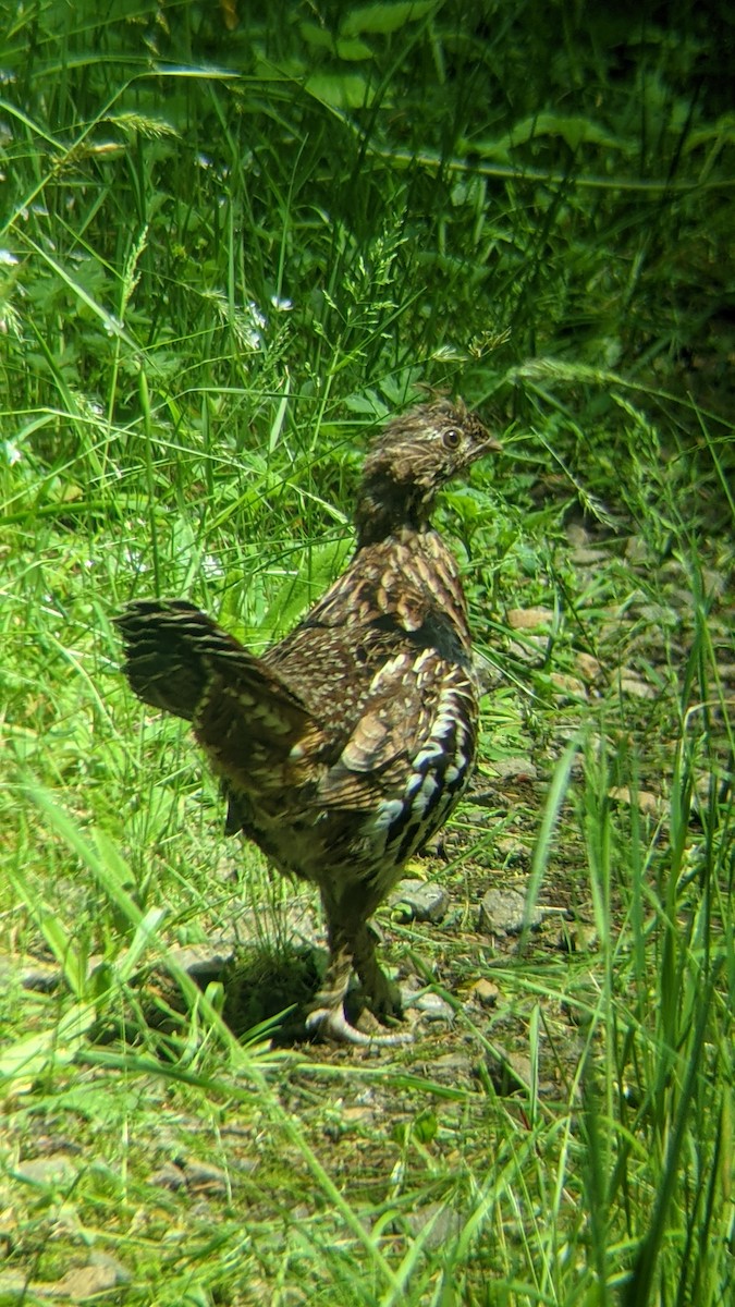 Ruffed Grouse - ML351261951