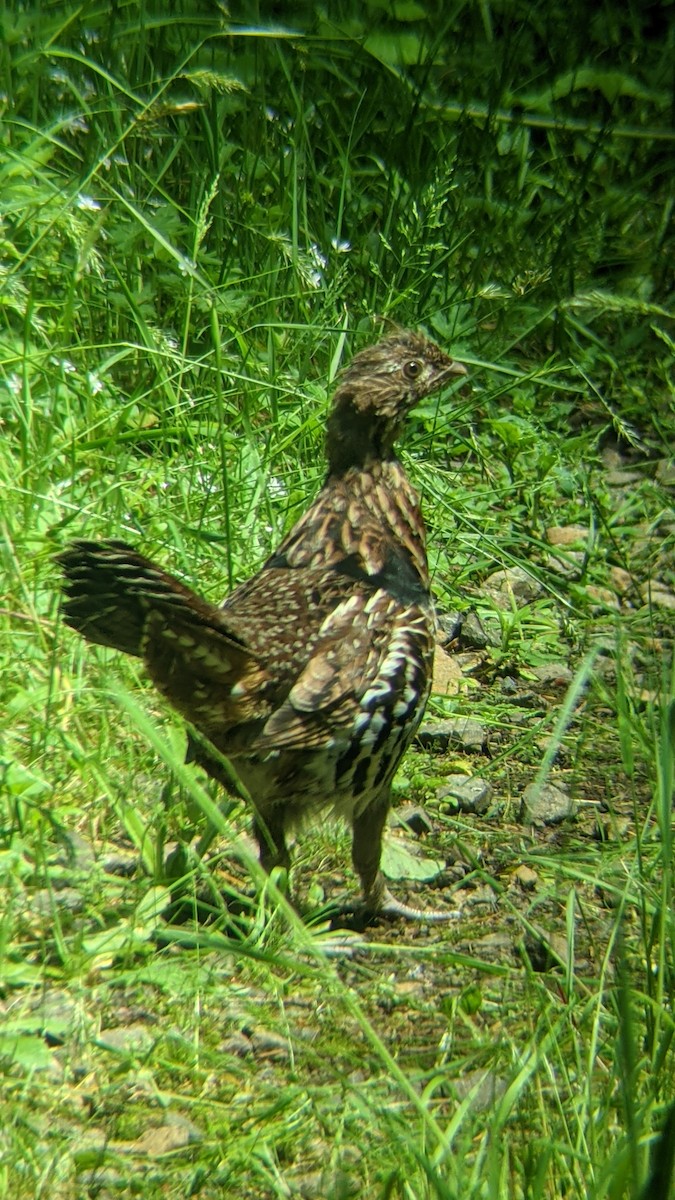 Ruffed Grouse - ML351261961