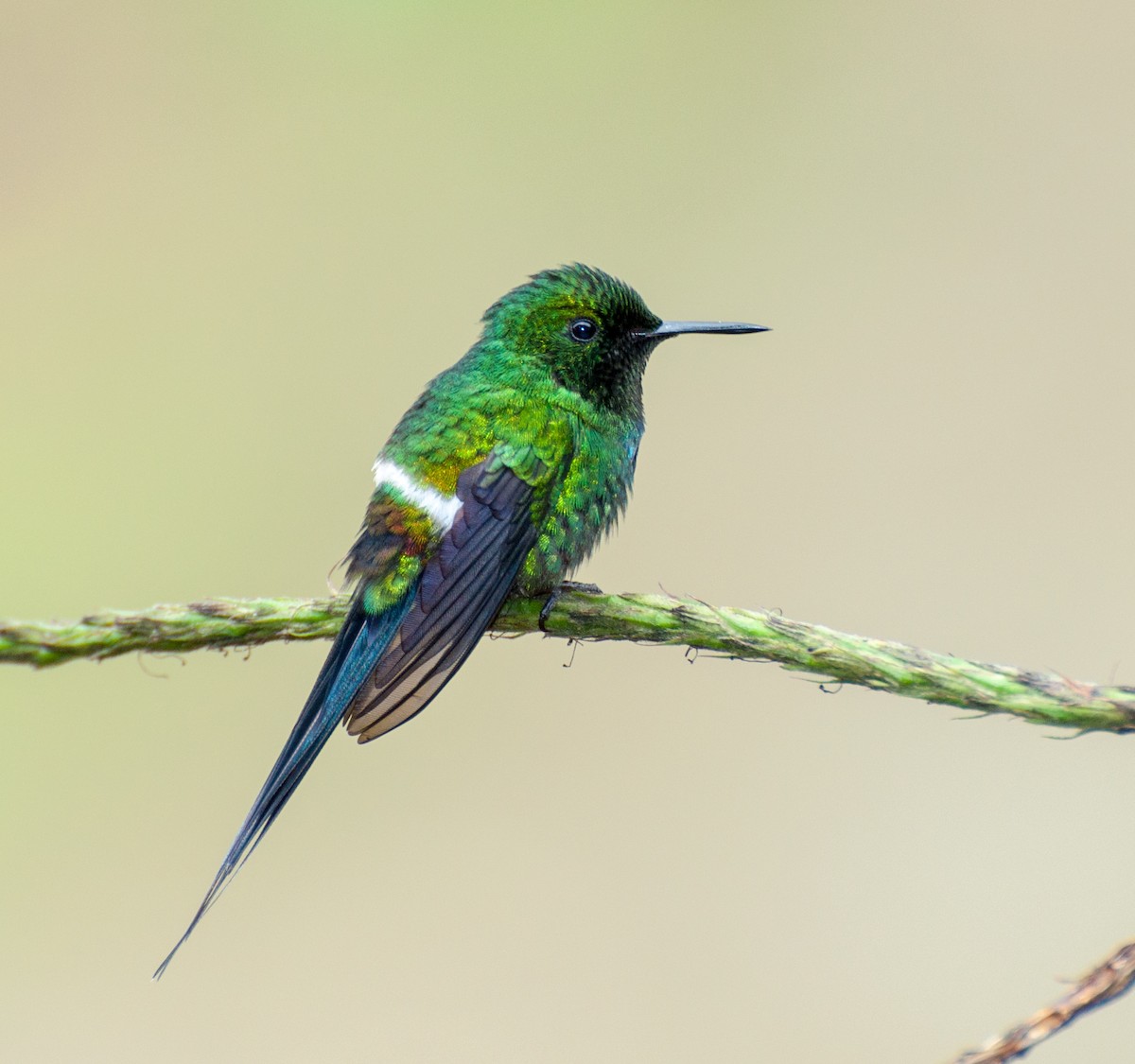 Green Thorntail - Nic Allen