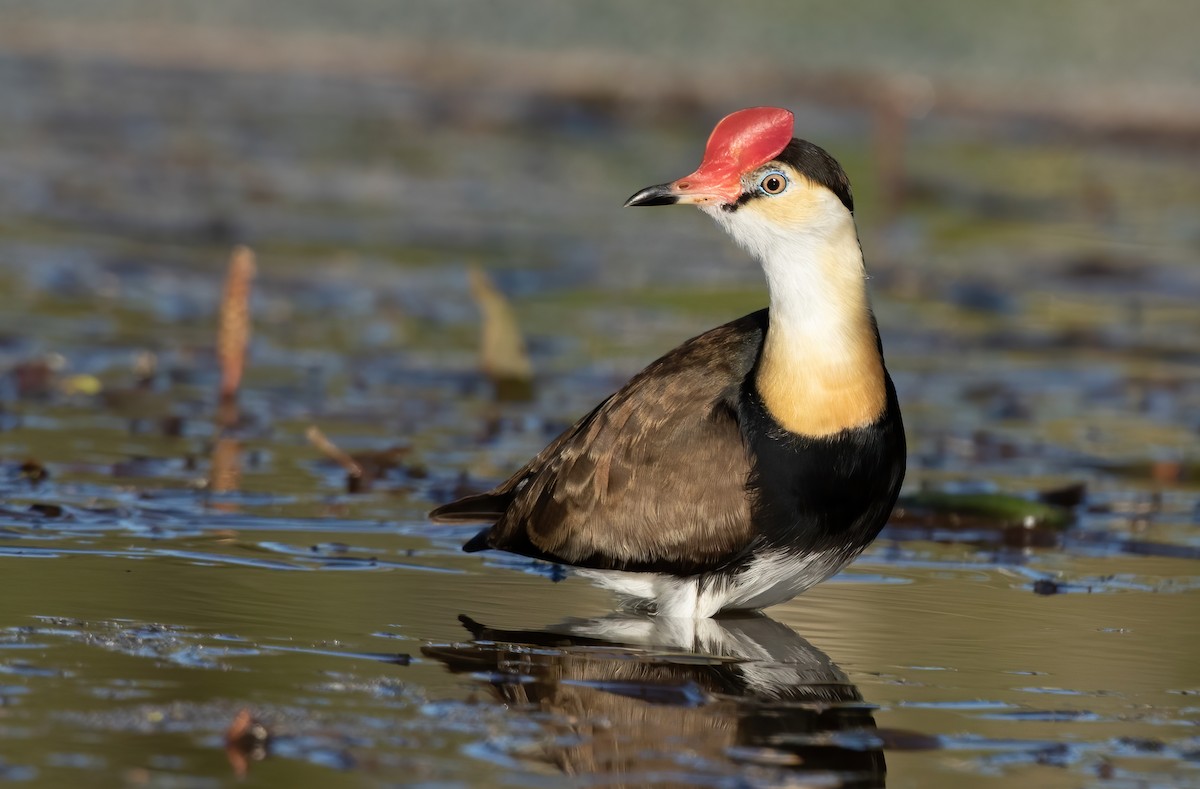 Comb-crested Jacana - ML351262591