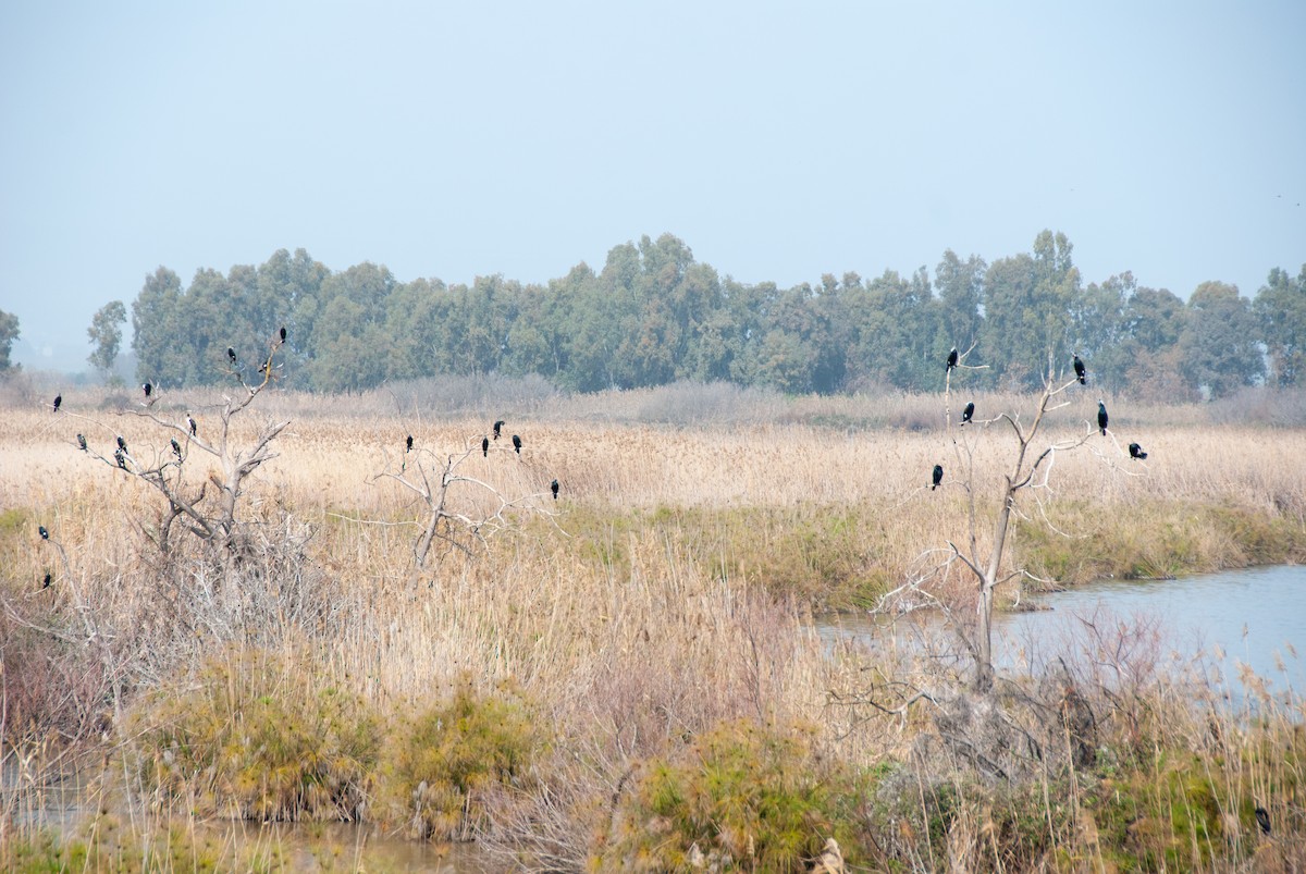 Great Cormorant - ML351263261