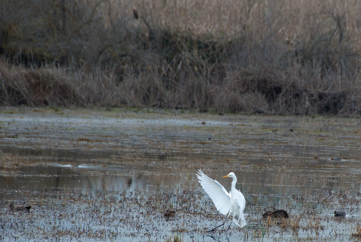 Great Egret - ML351263311