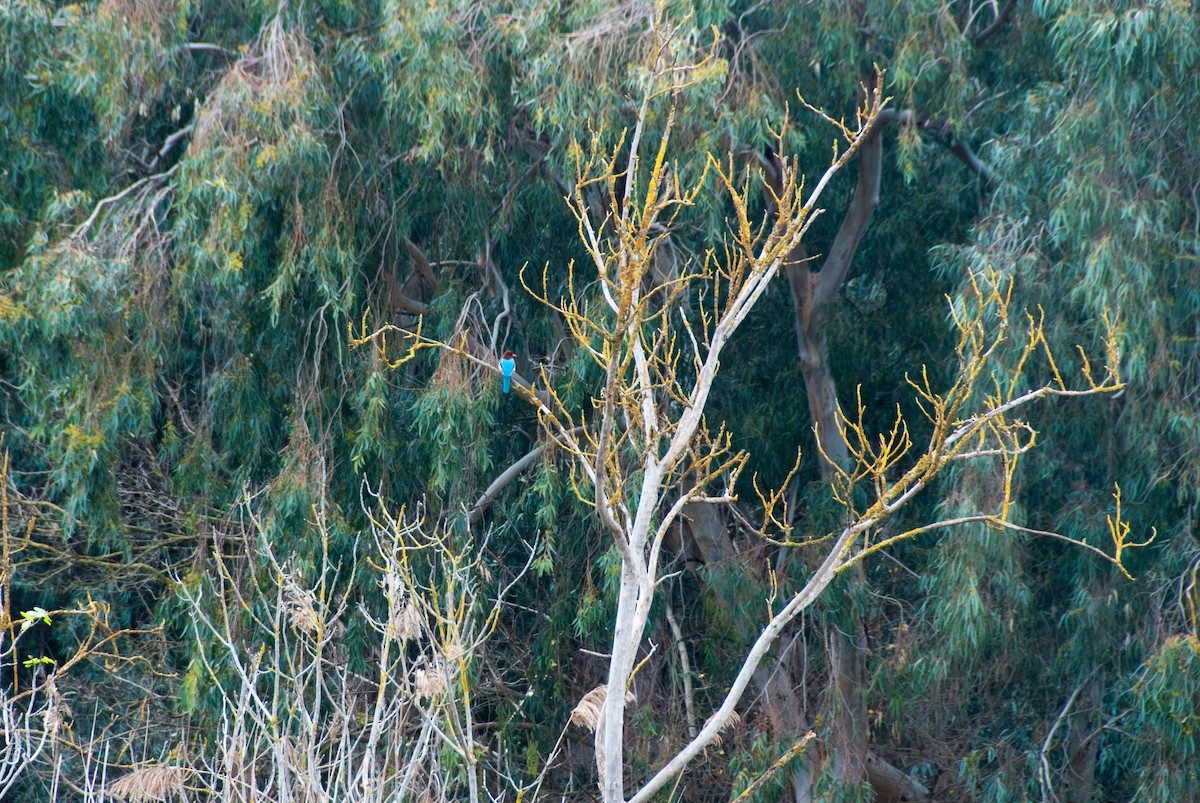 White-throated Kingfisher - ML351263321