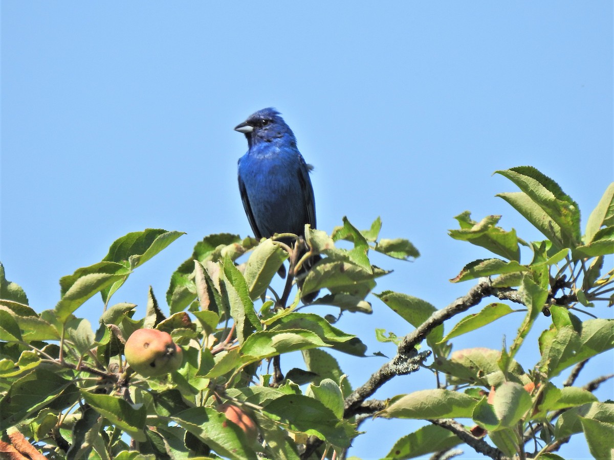 Indigo Bunting - ML351263801