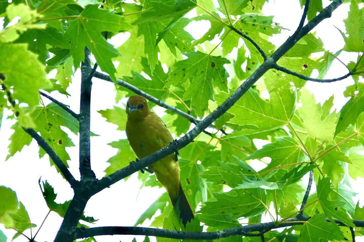 Orchard Oriole - ML351265111