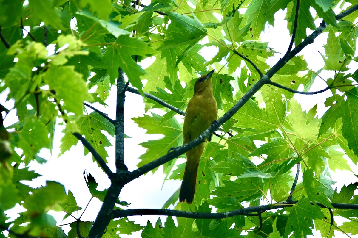 Orchard Oriole - ML351265171