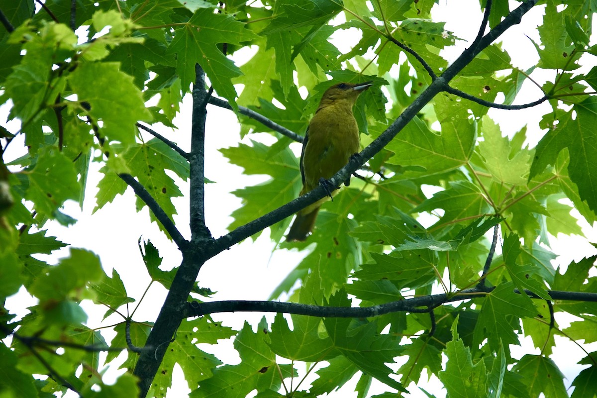 Orchard Oriole - ML351265261