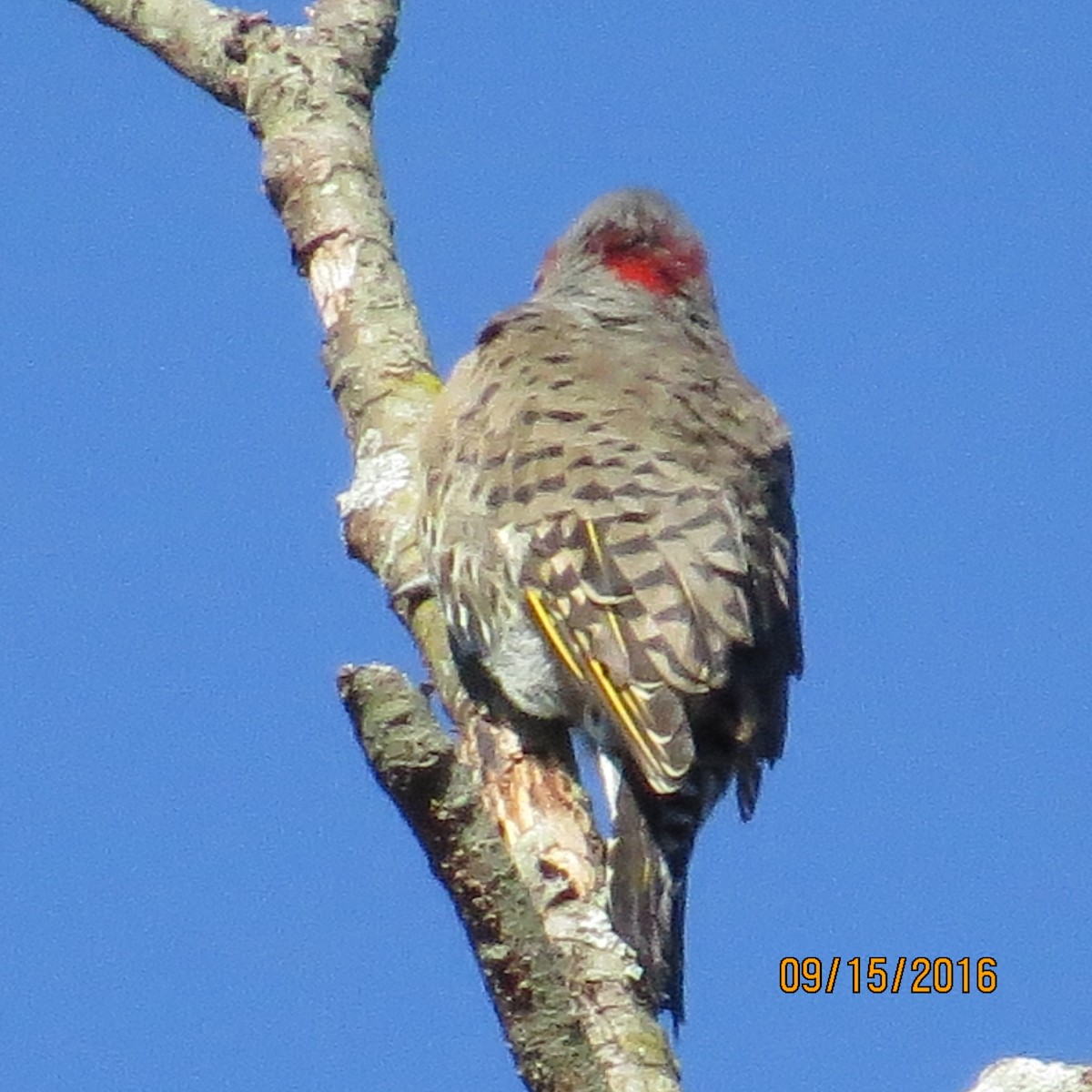 Carpintero Escapulario - ML35126541