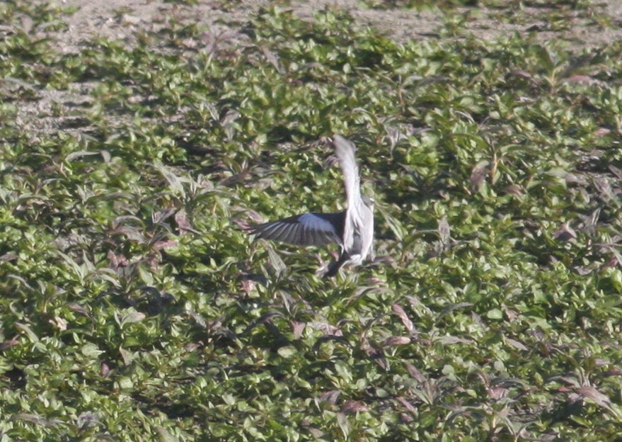 White Wagtail (Black-backed) - ML35126551