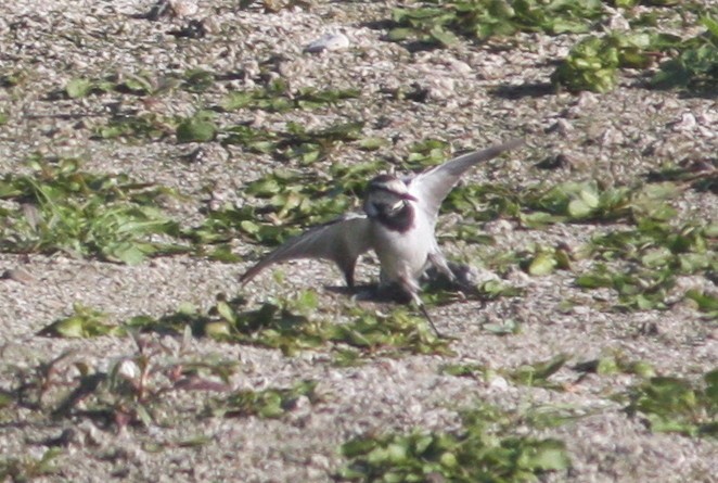 White Wagtail (Black-backed) - ML35126561