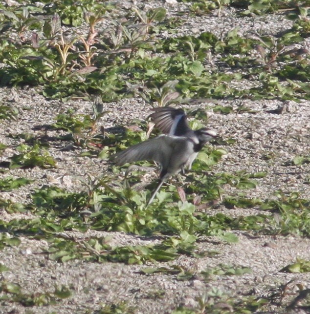 White Wagtail (Black-backed) - ML35126571