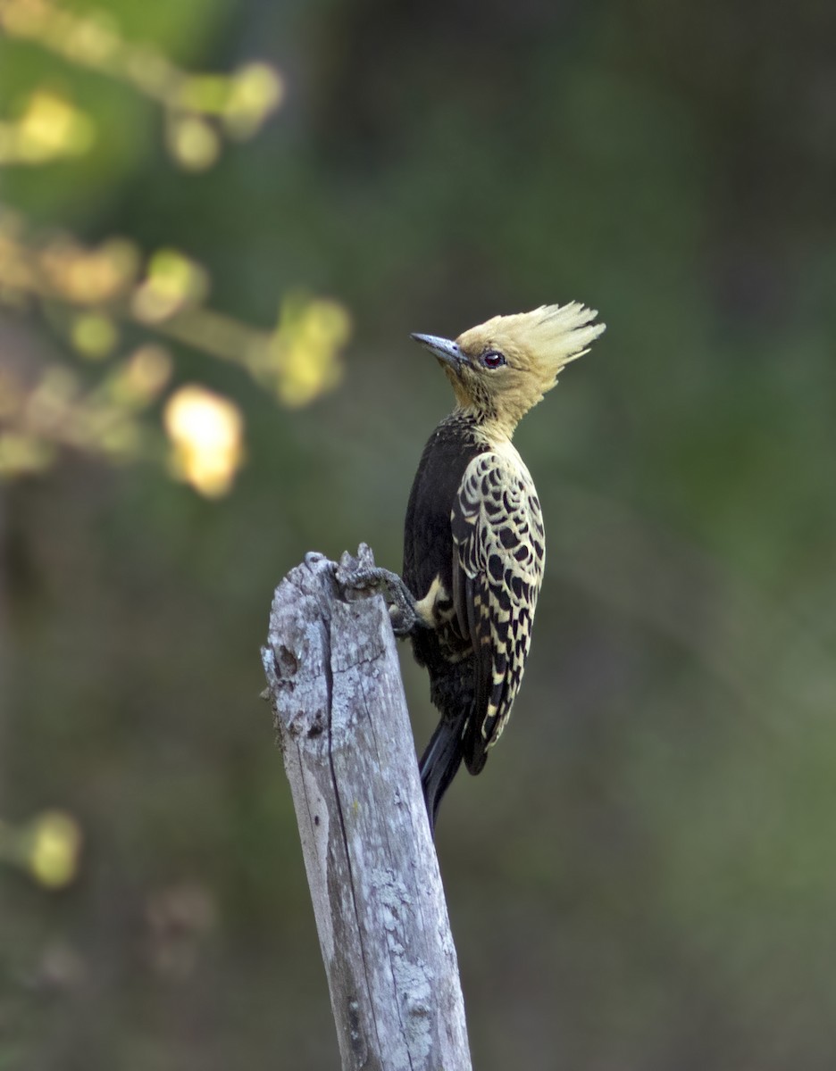 Ochre-backed Woodpecker - Caio Brito | Brazil Birding Experts