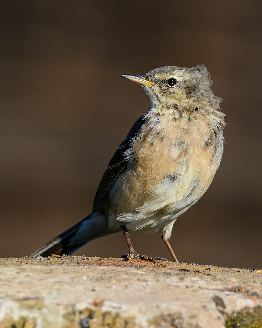 Water Pipit - Daniel Maza