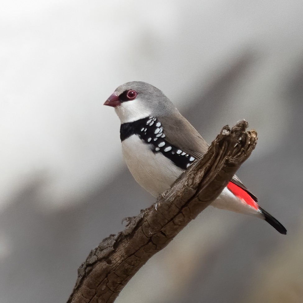 Diamond Firetail - ML351267571