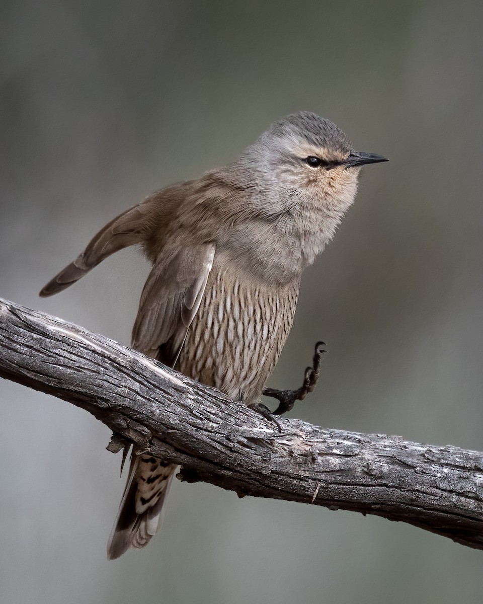 Brown Treecreeper - Colin Wright