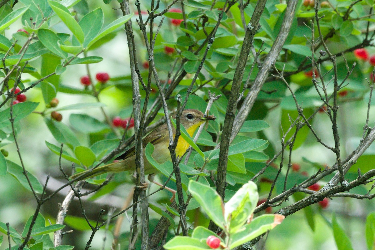 Common Yellowthroat - ML351268371
