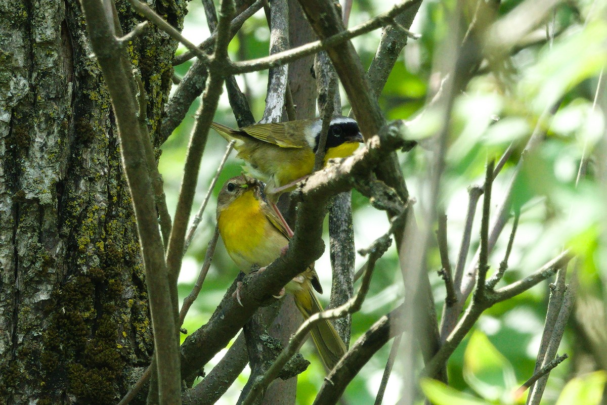 Common Yellowthroat - ML351268381