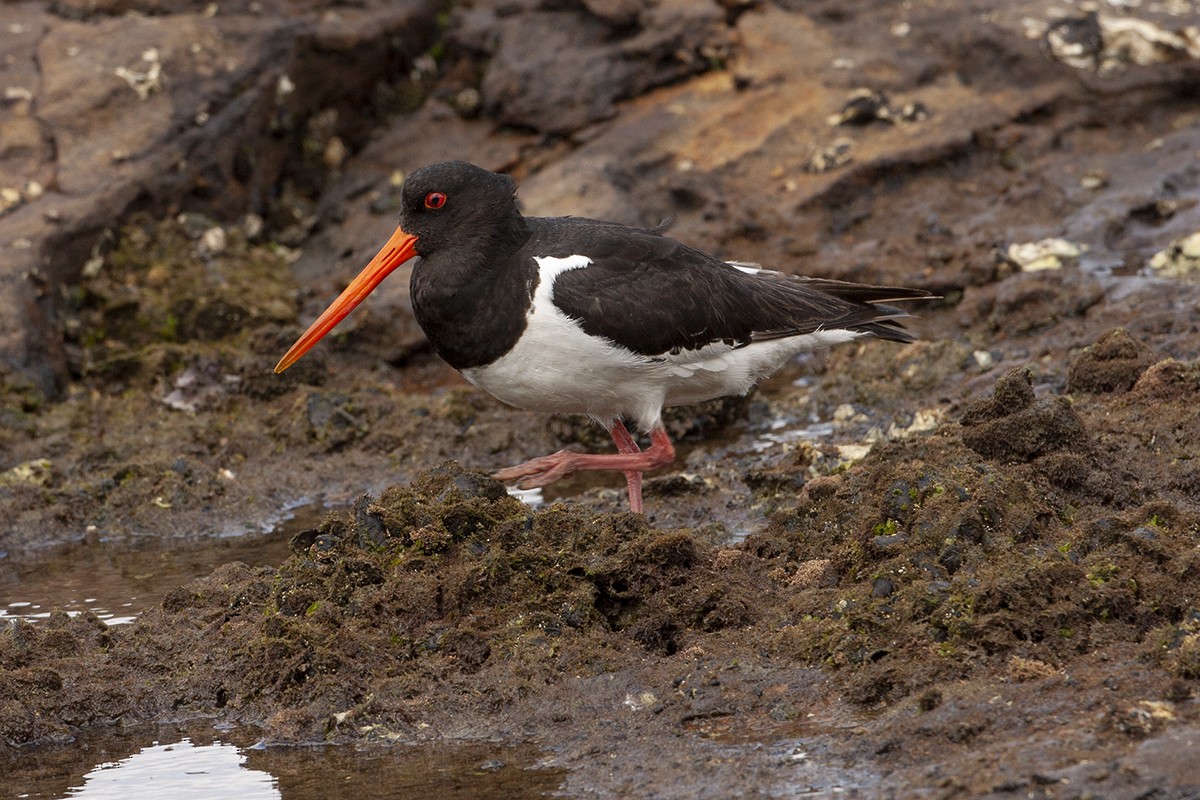 South Island Oystercatcher - ML351268821