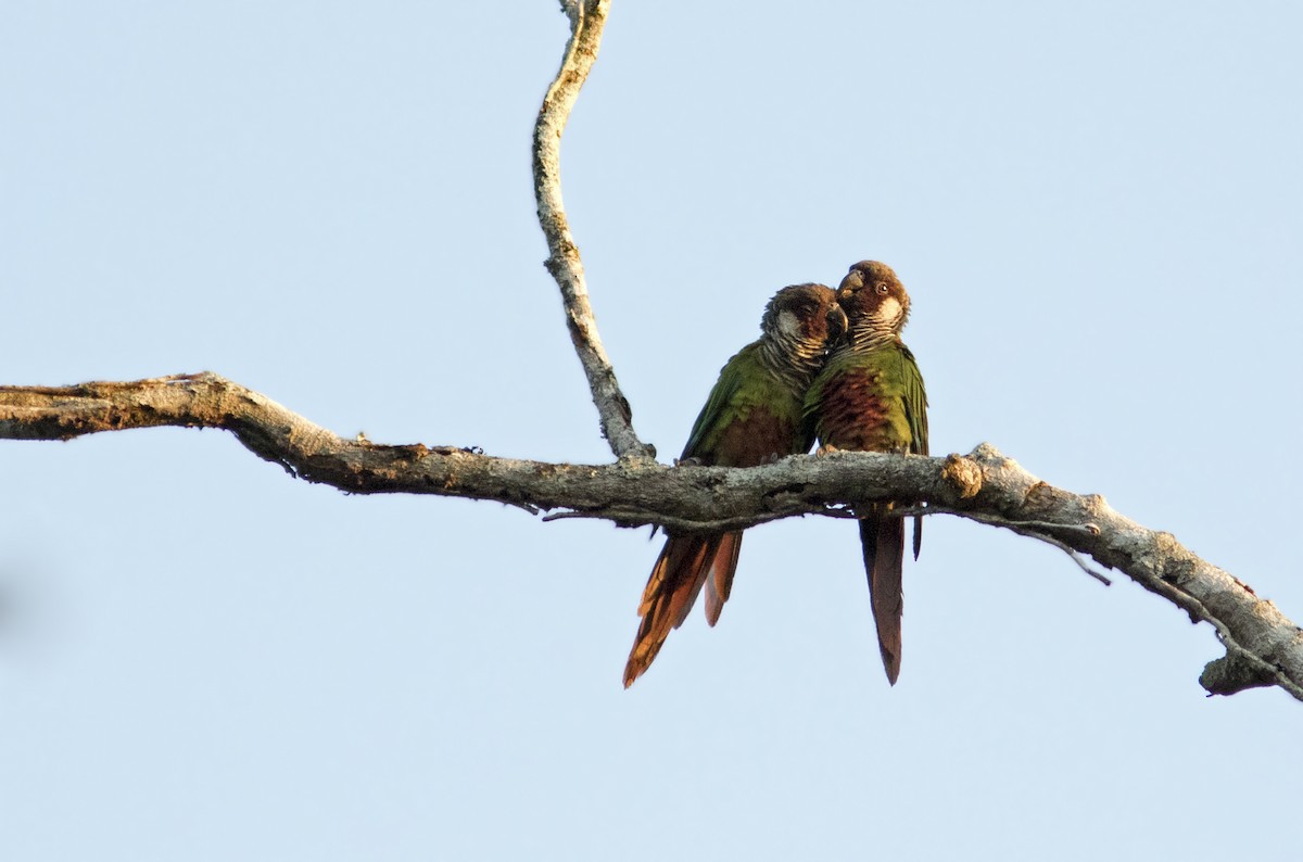 Gray-breasted Parakeet - Caio Brito | Brazil Birding Experts