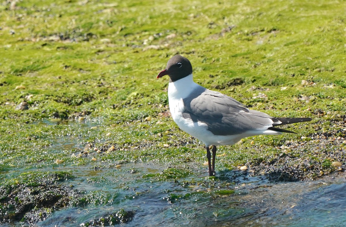 Mouette atricille - ML351269061