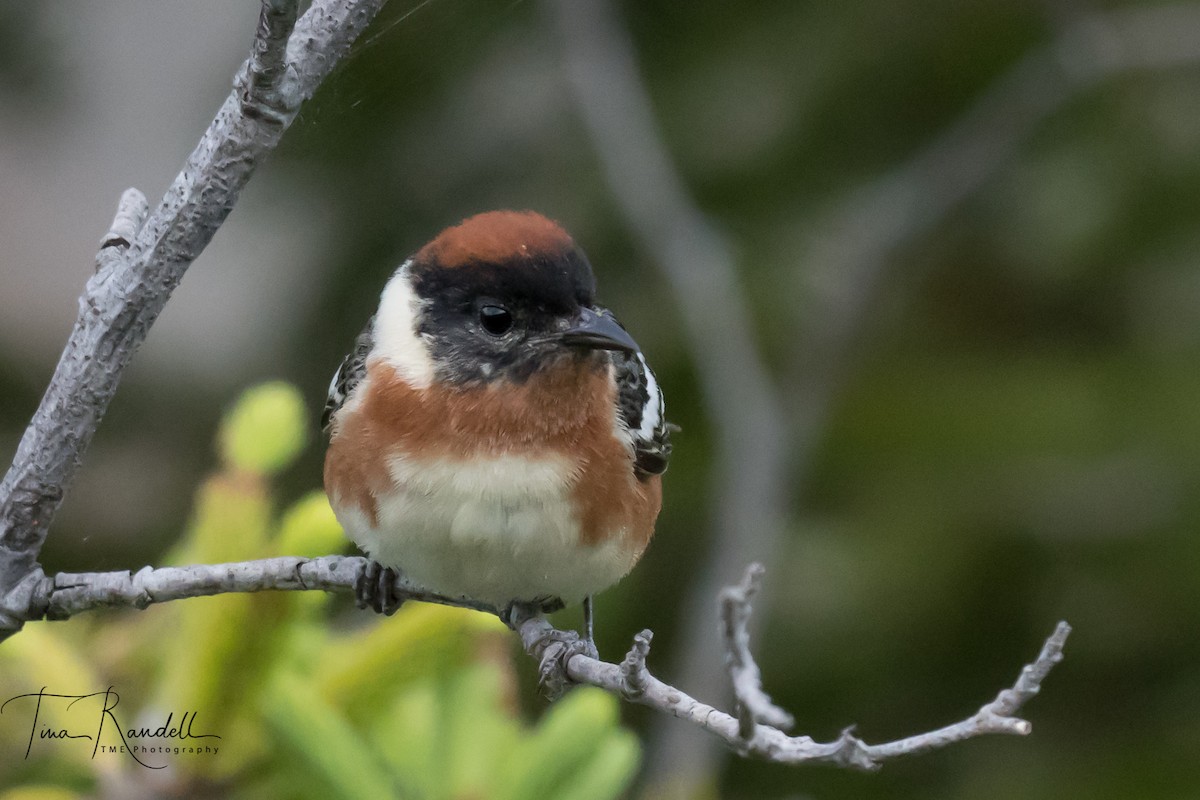 Bay-breasted Warbler - ML351269091