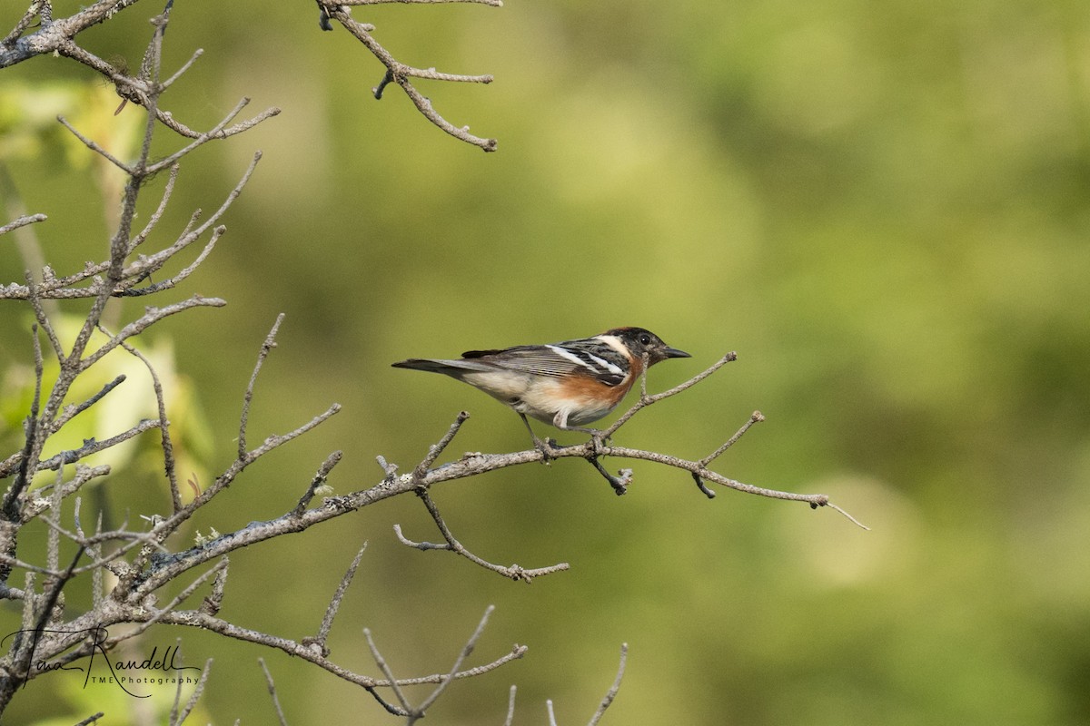 Bay-breasted Warbler - ML351269101