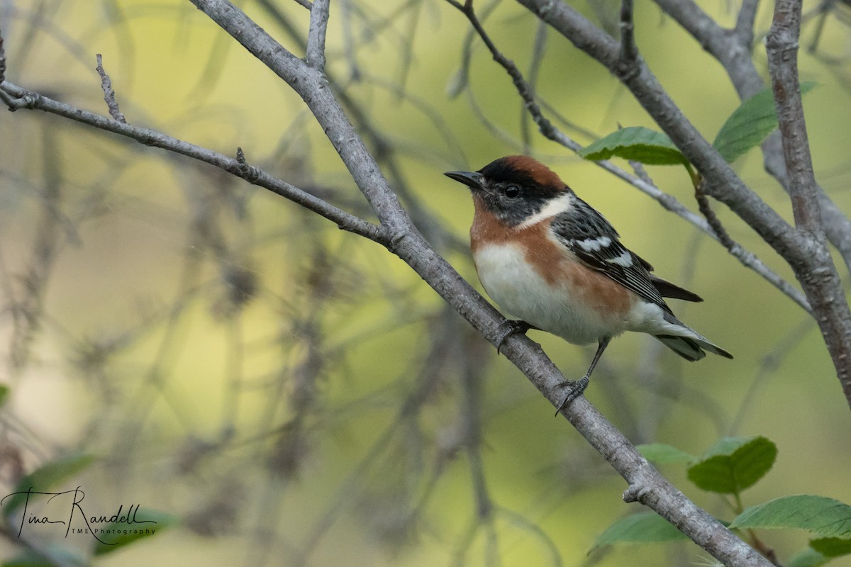 Bay-breasted Warbler - ML351269111