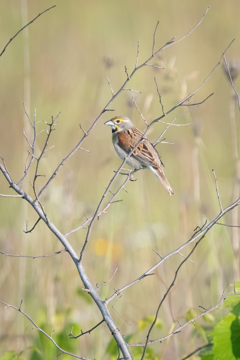 Dickcissel - ML351269521