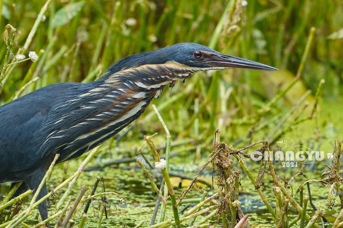 黃頸黑鷺 - ML351278201