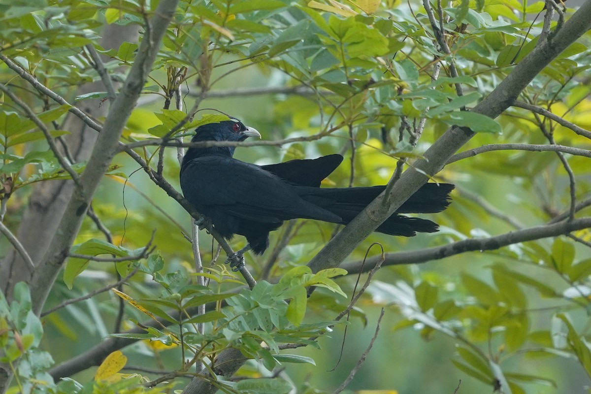 grønnebbkoel - ML351278521