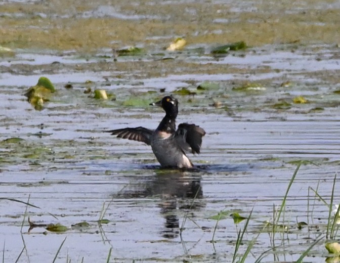 Ring-necked Duck - FELIX-MARIE AFFA'A