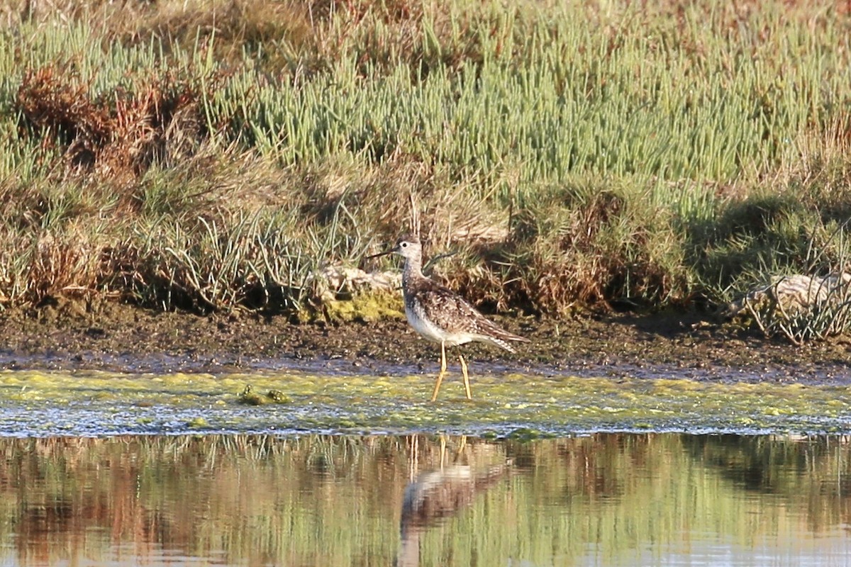 Lesser Yellowlegs - ML351280491