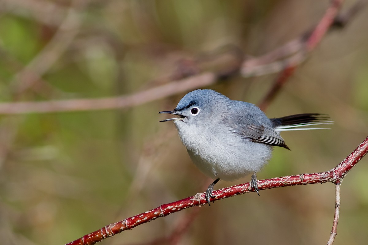 Blue-gray Gnatcatcher - ML351280571