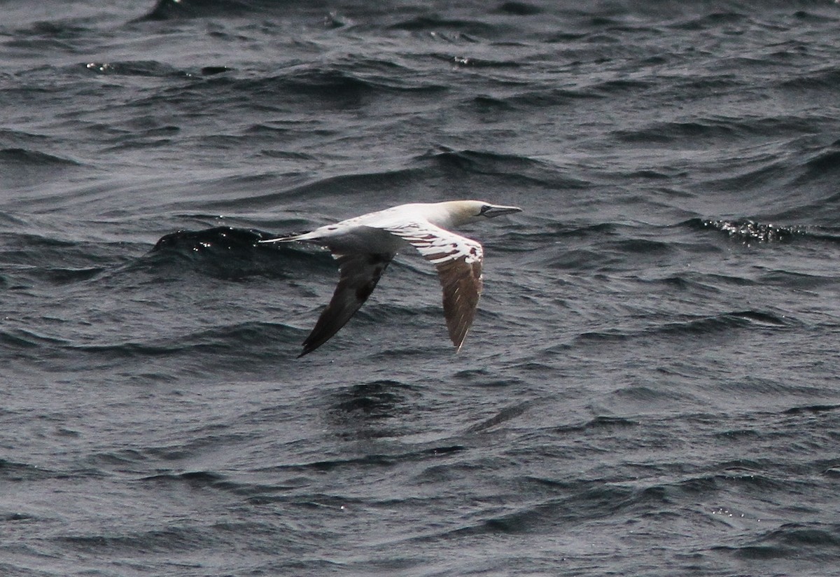 Northern Gannet - Donald A. Sutherland