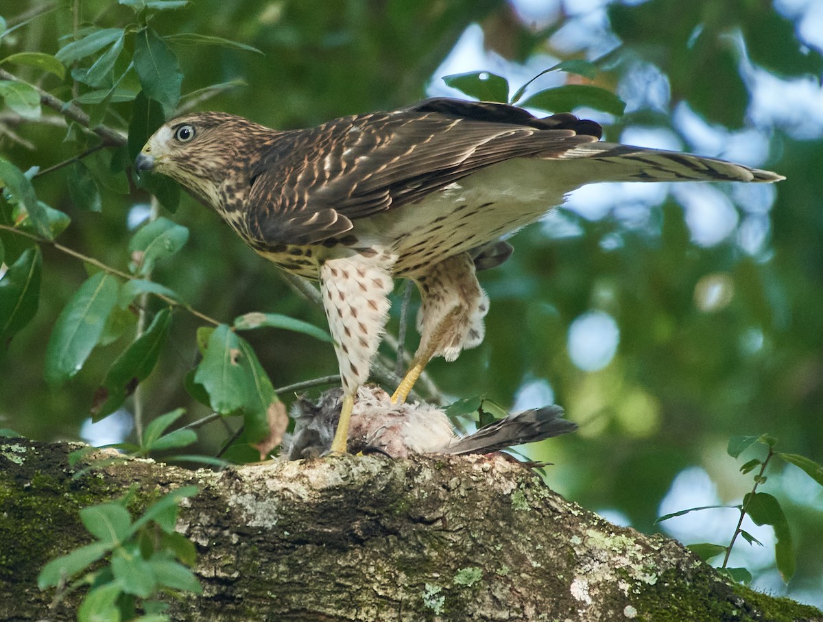 Cooper's Hawk - ML351281971