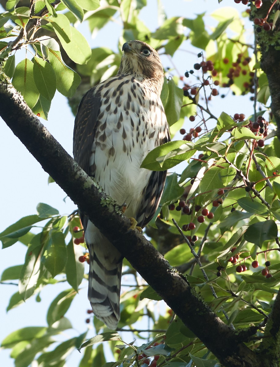Cooper's Hawk - ML351281991