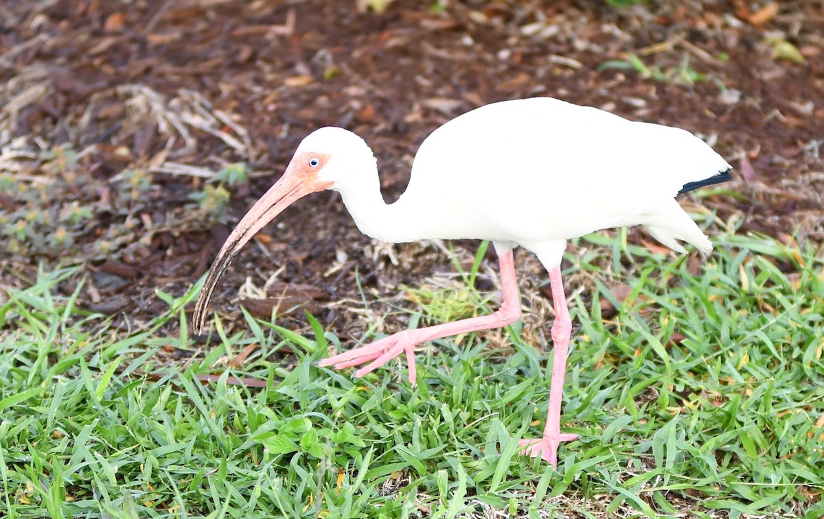 White Ibis - ML351282691