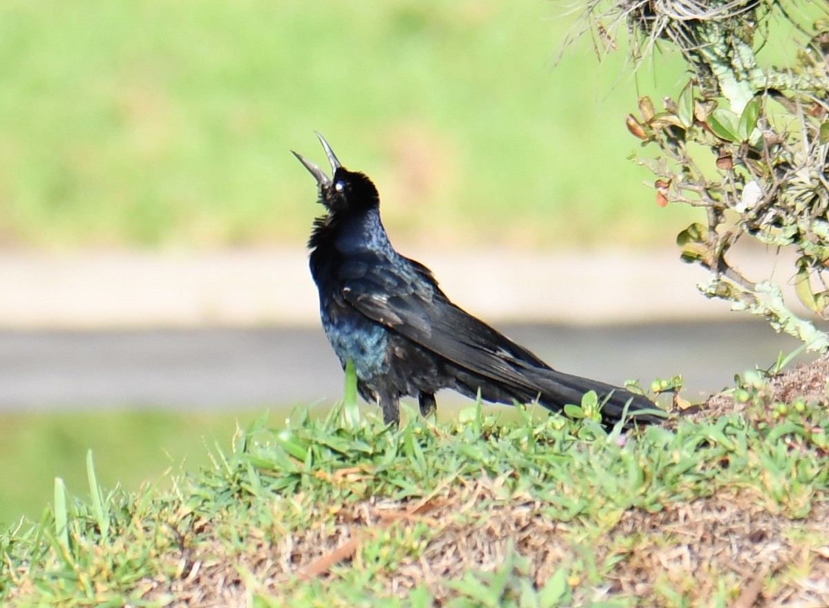 Boat-tailed Grackle - ML351282771