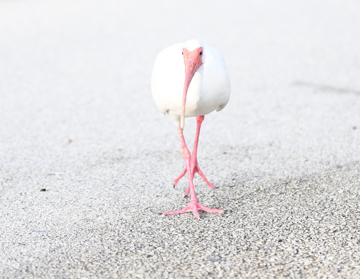 White Ibis - ML351282851