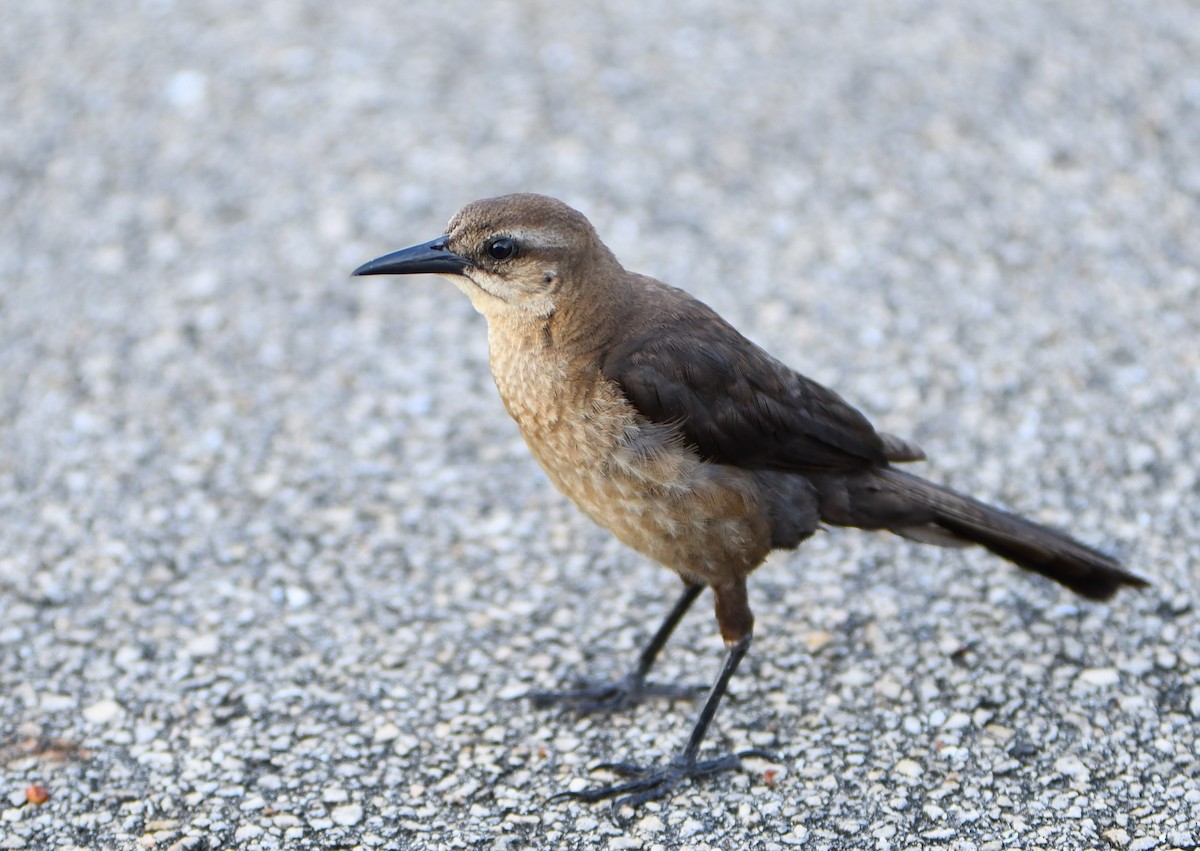Boat-tailed Grackle - ML351282931