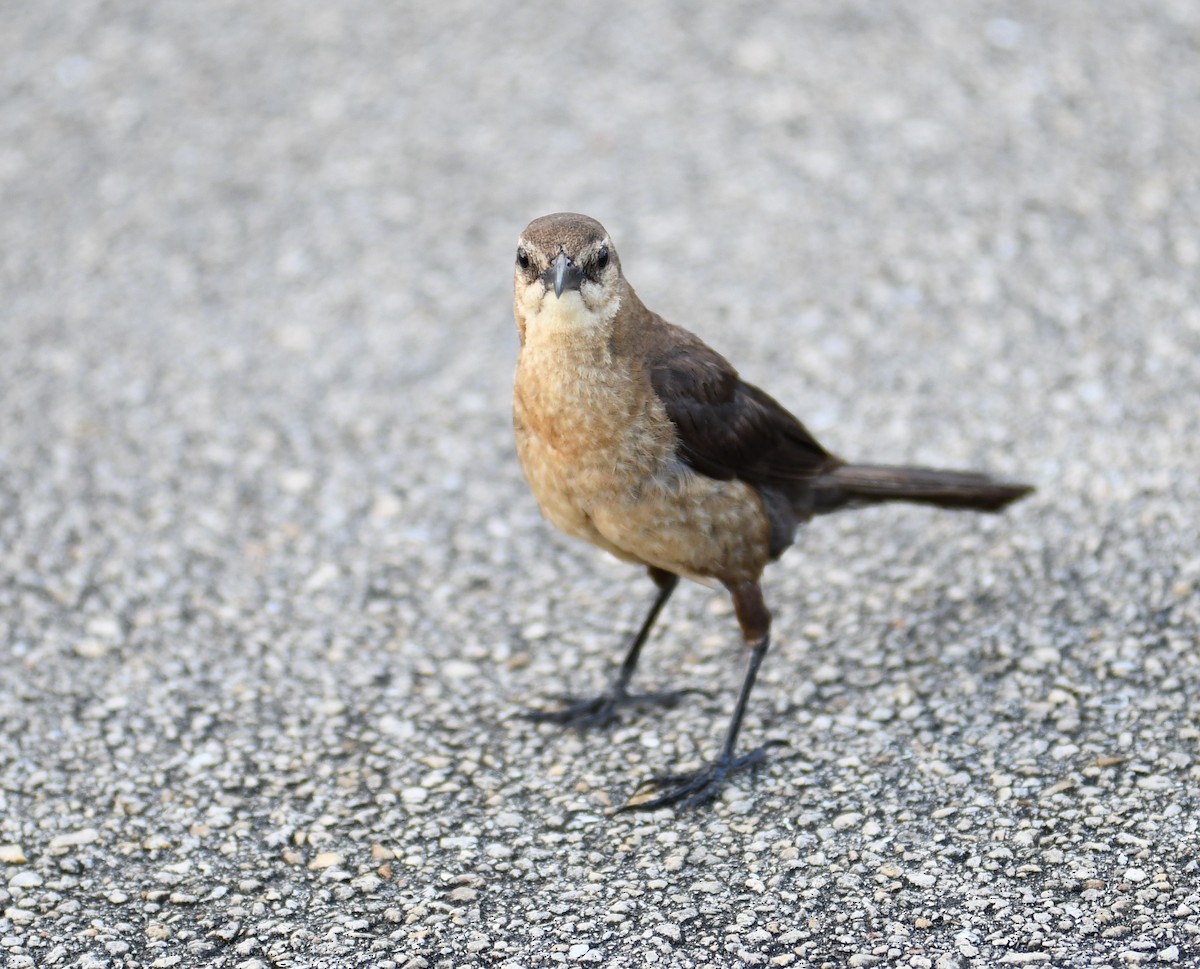 Boat-tailed Grackle - ML351282941