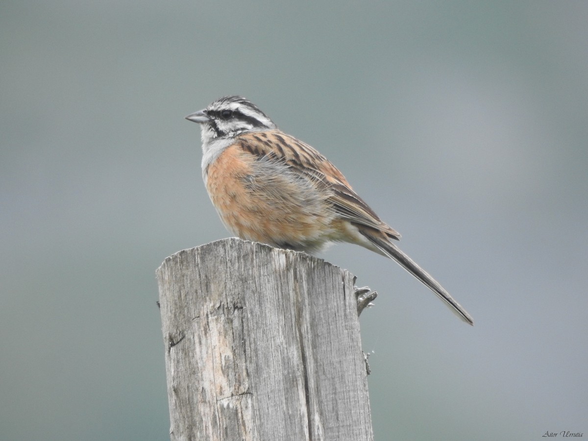 Rock Bunting - ML351284621