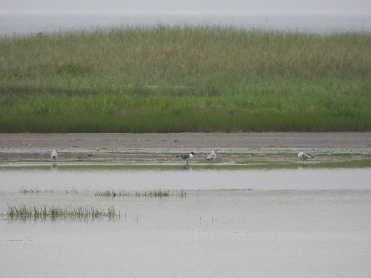 Laughing Gull - ML351286201