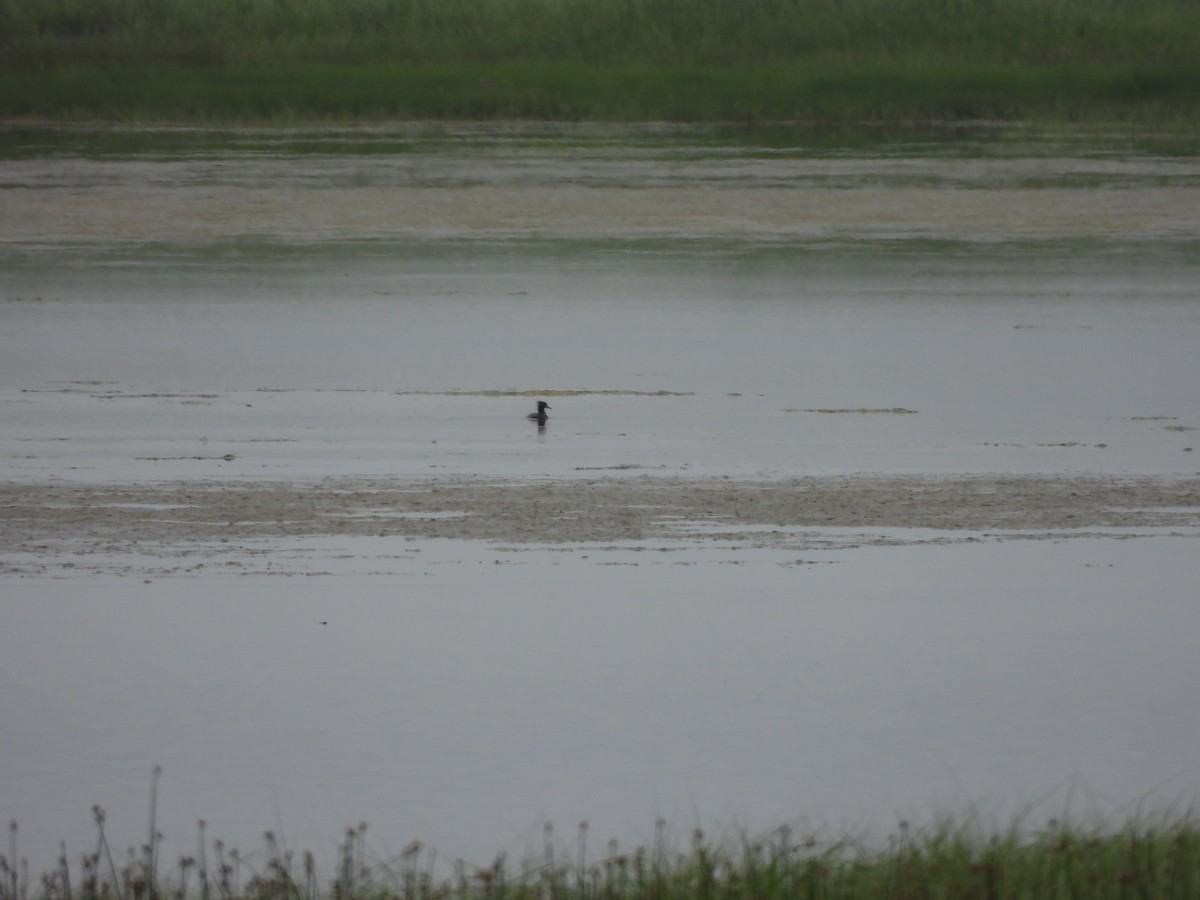 Hooded Merganser - ML351286251