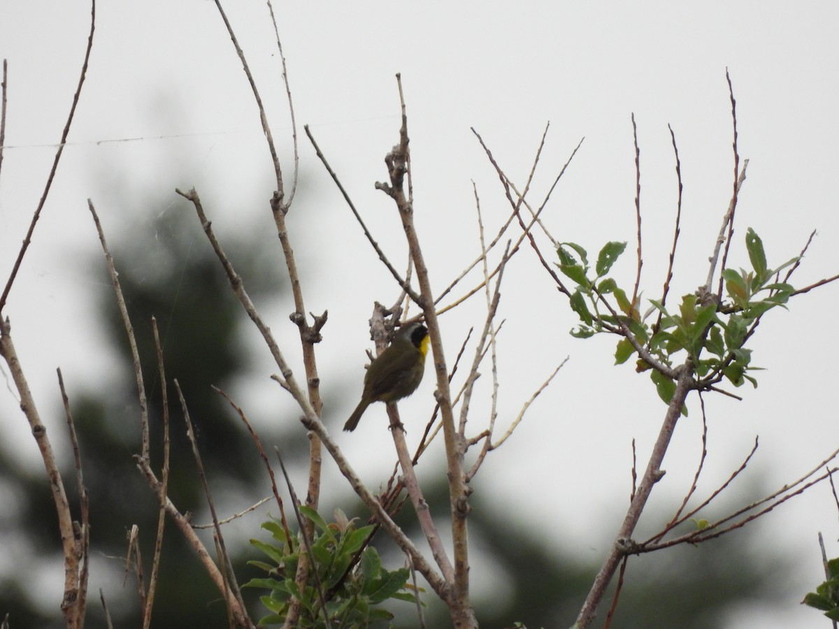 Common Yellowthroat - ML351286321